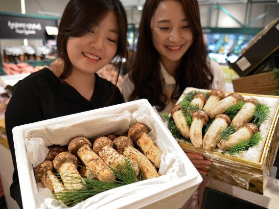 추석 선물로 솔향기 머금은 자연산 송이 어떠세요