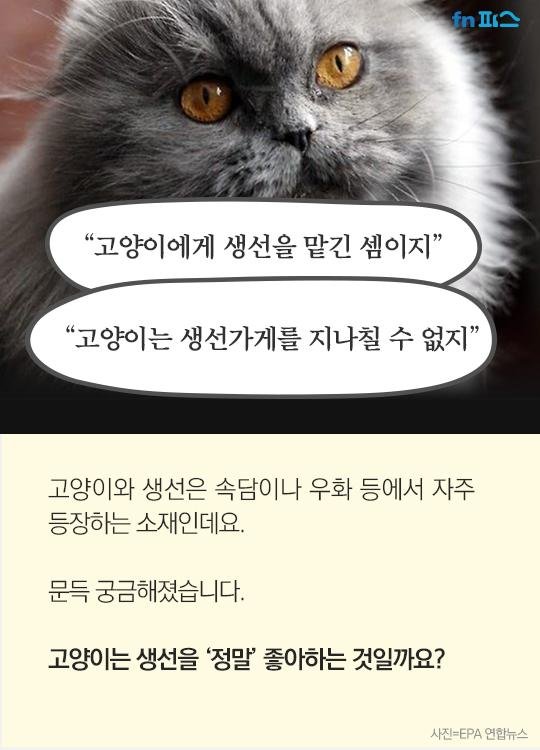 [카드뉴스]고양이는 생선에 사족을 못쓴다? 노놉!