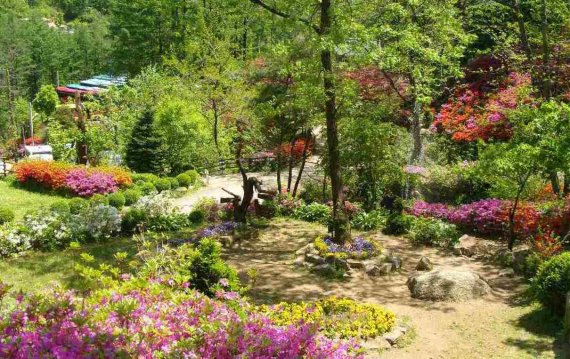 ‘한반도의 봄’ 남양주물맑음-장흥자생수목원 인파 ‘북적’