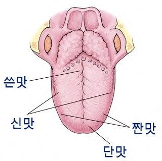 [질환과 음식] 맛을 못 느껴요 미각소실 질병일까