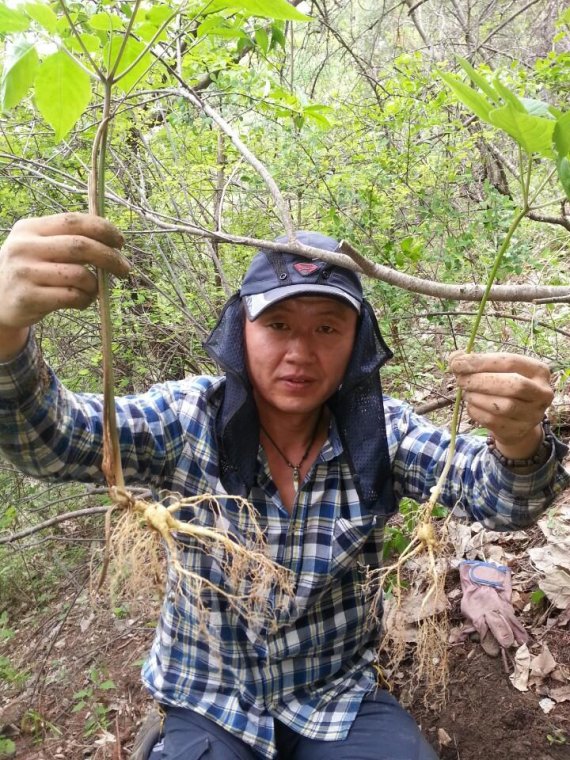 <인터뷰> 농업회사법인 초담 김종일 대표 고품질 산양삼으로 면역력 높이세요