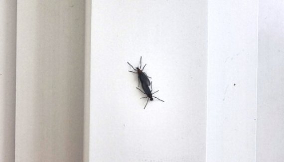 바글바글 러브버그 ...서울 은평 점령 이 벌레 용산까지 왔다
