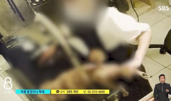 애견 미용 맡겼더니..강아지 패대기 치고 주먹으로 퍽퍽 상습 학대