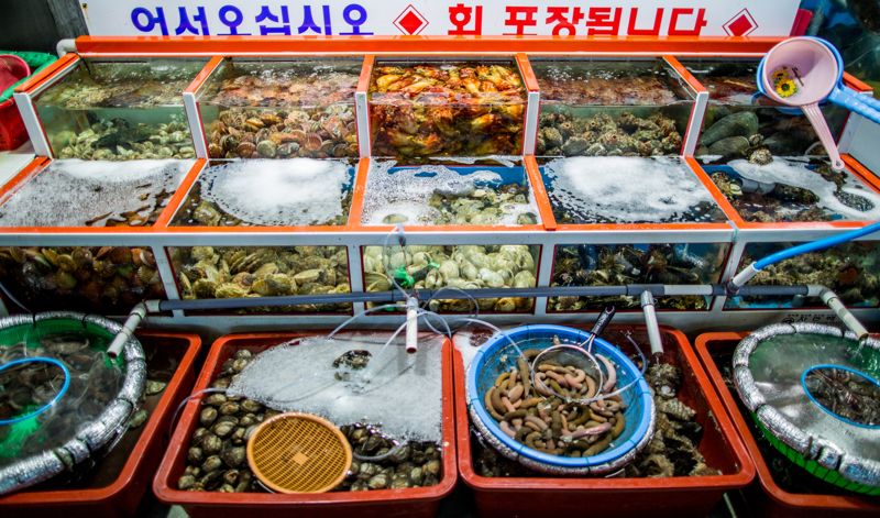 이웃 횟집 수족관에 표백제 넣어 수산물 폐사시킨 60대...‘실형’
