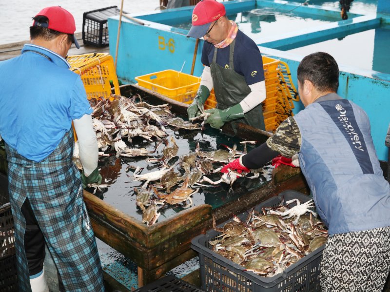 백령·대청·소청도 꽃게 포획 금지 기간 보름 늦춰...9월15일까지