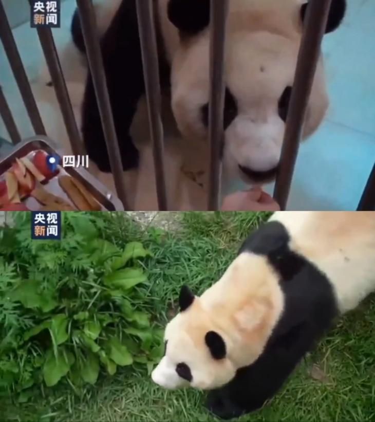 접대의혹 푸바오 경련 일으켰다..팬들 푸바오 구하기 운동 나섰다