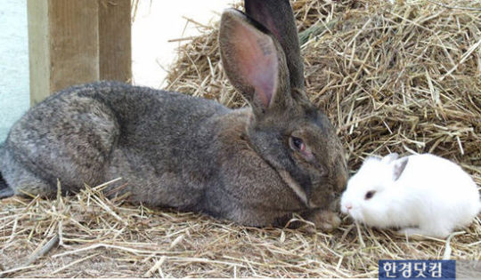 신묘년 자이언트 슈퍼토끼 공개