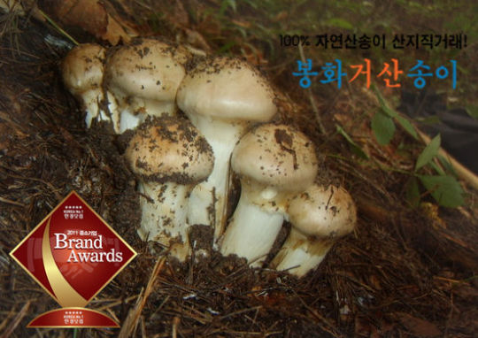소나무의 정기가 서린 자연산 봉화거산송이