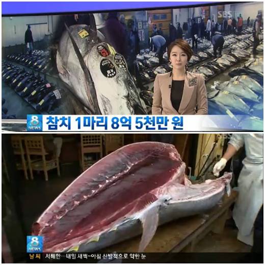 8억 5천만원 참치, 日 초밥 체인점에 낙찰 초밥, 보통가격에 팔 계획