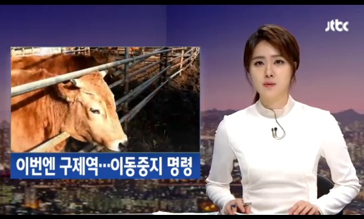 전국 축산농가 이동중지 명령 발령...구제역 위기단계 ‘경계’ 격상