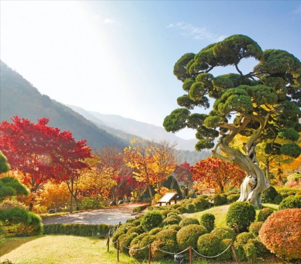 色물든 아침고요수목원, 일몰 찬란 두물머리…경기 곳곳, 인생샷 명소