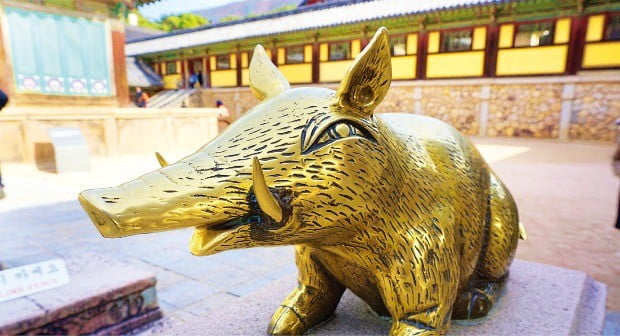 흑돼지의 고향 제주, 청주 삼겹살거리…내년엔 돼지보러 오면 돼지~ 