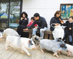 흑돼지의 고향 제주, 청주 삼겹살거리…내년엔 돼지보러 오면 돼지~ 