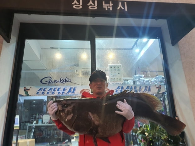 낚시로 31kg 다금바리 잡았다…시가 600만원 예상