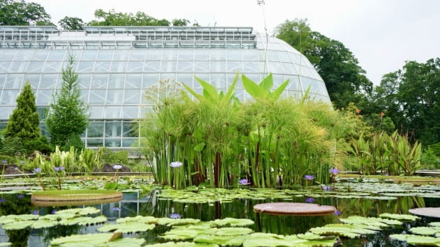 경기 포천 국립수목원, 오는 10월 7일까지 우리의 밤은 낮보다 화려하다 열대수련 전시회 개최