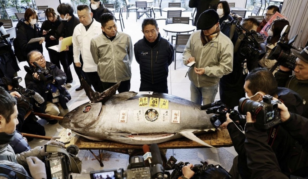 전세계 이목 끄는 日 첫 참치 경매…올해 낙찰가는 20억원