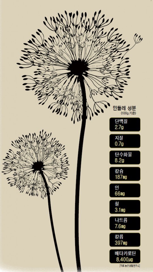 [그린리빙 푸드] 민들레; 일편단심 생명 지킴이