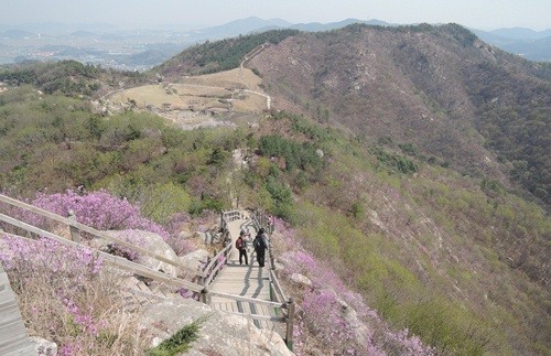 아산시, 영인산 수목원 봄꽃 개화 시작