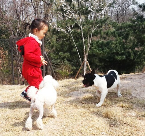 오렌지애견미용학원, 애견미용사ㆍ애견훈련사 양성기관으로 주목