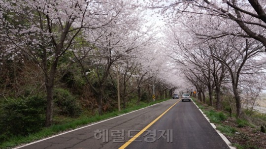 “벌교꼬막? 원조는 고흥이제”…남도의 맛, 고흥반도에 있다