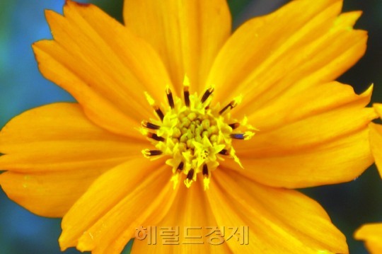 <식물왕 정진영> 30. ‘코스모스’ 덕분에 가을은 참 예쁘다