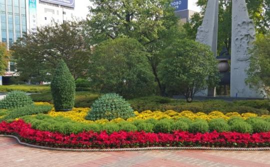 국화향기 머금은 가을빛으로 물든 울산시청, 햇빛광장내 가을 국화 꽃동산 조성