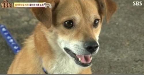 개가 갸우뚱거리는 이유, 인간과 공감하려고