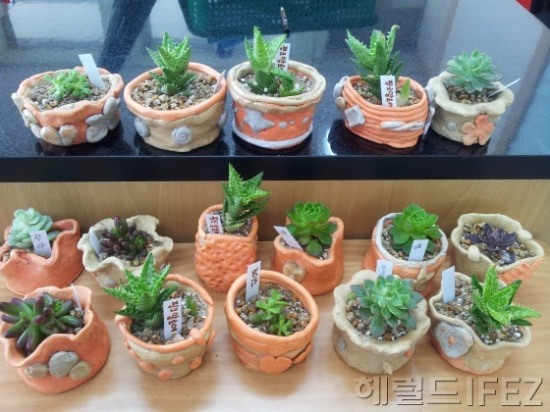 햇살가득 새봄 ‘다육이 화분’ 만들어요
