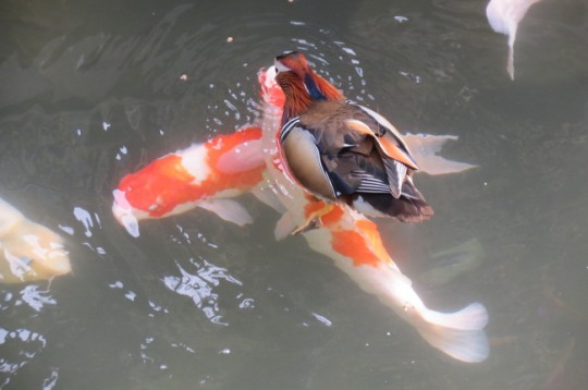 [포토뉴스] 비단잉어 타고 노는 원앙