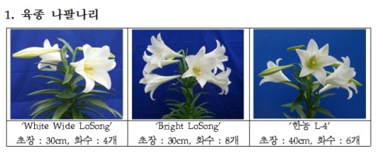 한농대, 신품종 분화나리 20종 품평회 개최