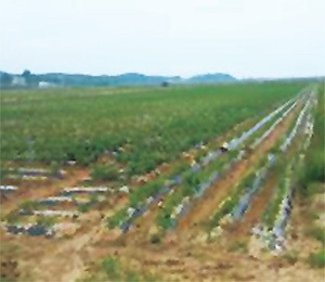 [지자체 타작물 재배 우수 사례] 충남 “밀·팥으로 천안 호두과자 생산”