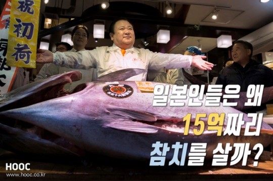 [카드뉴스]한 마리에 15억, ‘황금 참치’의 비밀