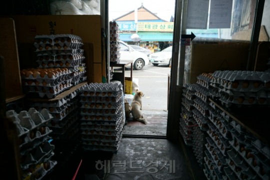 [살충제 계판 파동 ①] [르포] “재래시장은 더 죽을맛…벌써 2시인데 2판밖에 못팔았어”
