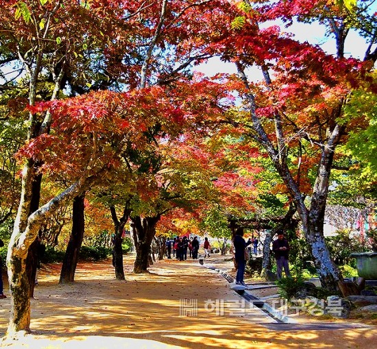 가을여행 최적지 김천으로 오세요…김천시, 1박2일 해피투어 상품 판매개시