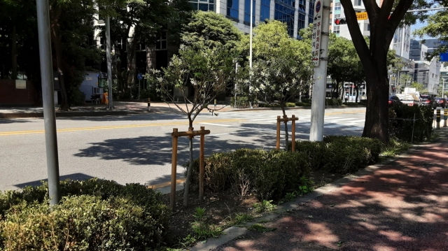 안양 도심은 녹음이 짙어가는 명품 가로수 길 변신