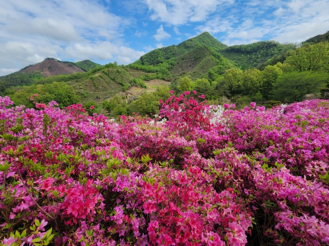 BTS 성지 말고도 완주 숨은 보석, 화산 꽃대궐 장관