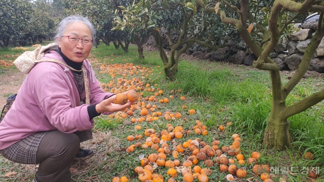 [르포]뿌리지도 않은 농약 때문에 수억 날린 감귤농민 속이 문드러집니다