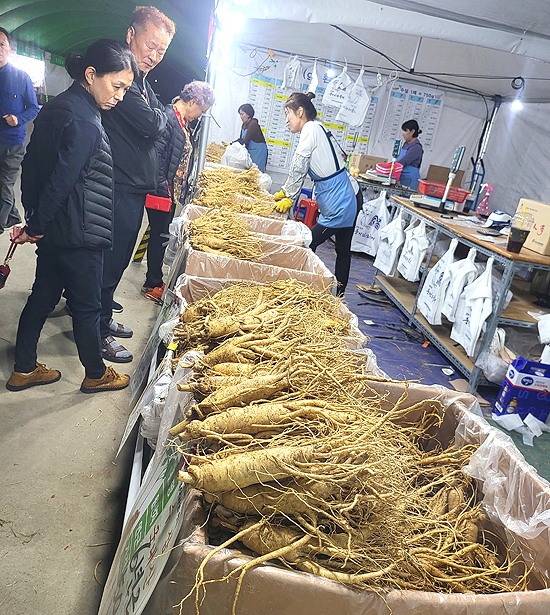 [포토뉴스]‘역대 최대 인파 ‘2024경북영주 풍기인삼축제’사흘째 성황