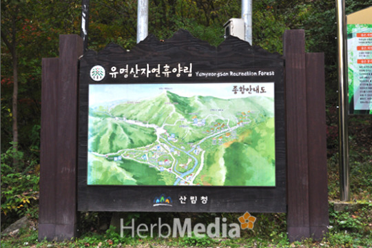 [허브미디어의 여행이야기] 숲의 정령들이 부르는 유명산자연휴양림