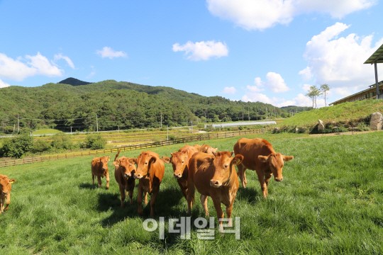 고소한 한우 맛보러 횡성으로 오세요