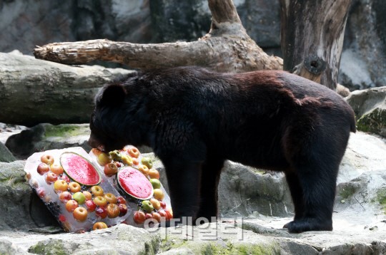 [포토]시원한 과일빙수는 다 내꺼!