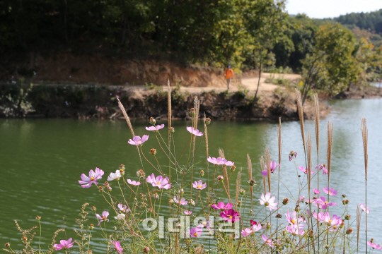 횡성에 한우만 있는게 아니더라…호수·숲·바람 여행