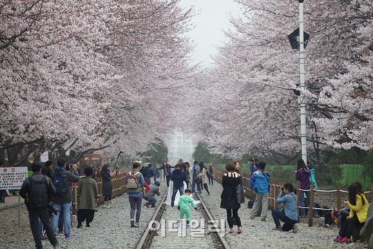 [여행+] 벚꽃 엔딩 로망스…진해군항제 명소