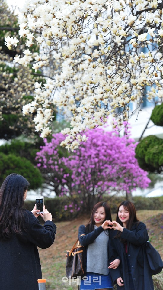 [포토]봄 꽃 활짝 건국대 캠퍼스