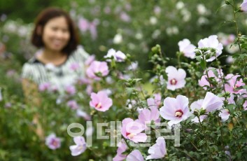 고조선 이전에도 무궁화가..역사 속 나라꽃 흔적 찾기 시작