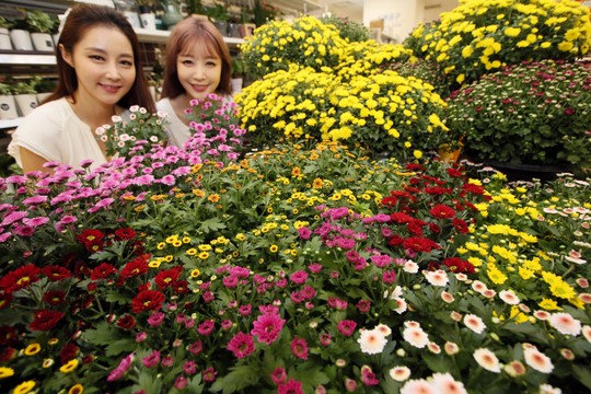 [포토]이마트, 가을의 전령사 국화대전!