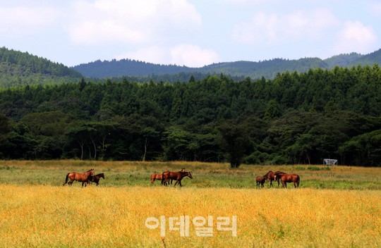 [여행] 삼다도의 가을은 하늘부터 물든다
