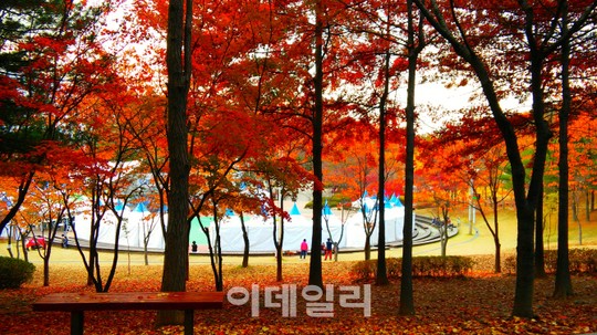 [포토] 오색빛으로 물든 도심의 예쁜 단풍길 - 방화근린공원