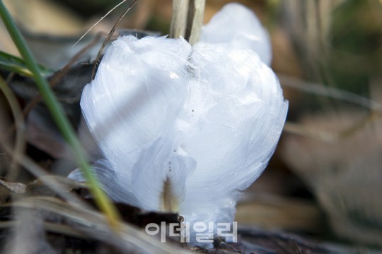 행운준다는 얼음꽃…석탄나르는 길에 꽃피우다