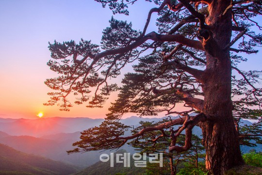 울진금강송 산지농업시스템, 농림부의 ‘국가중요농업유산 제7호’로 지정